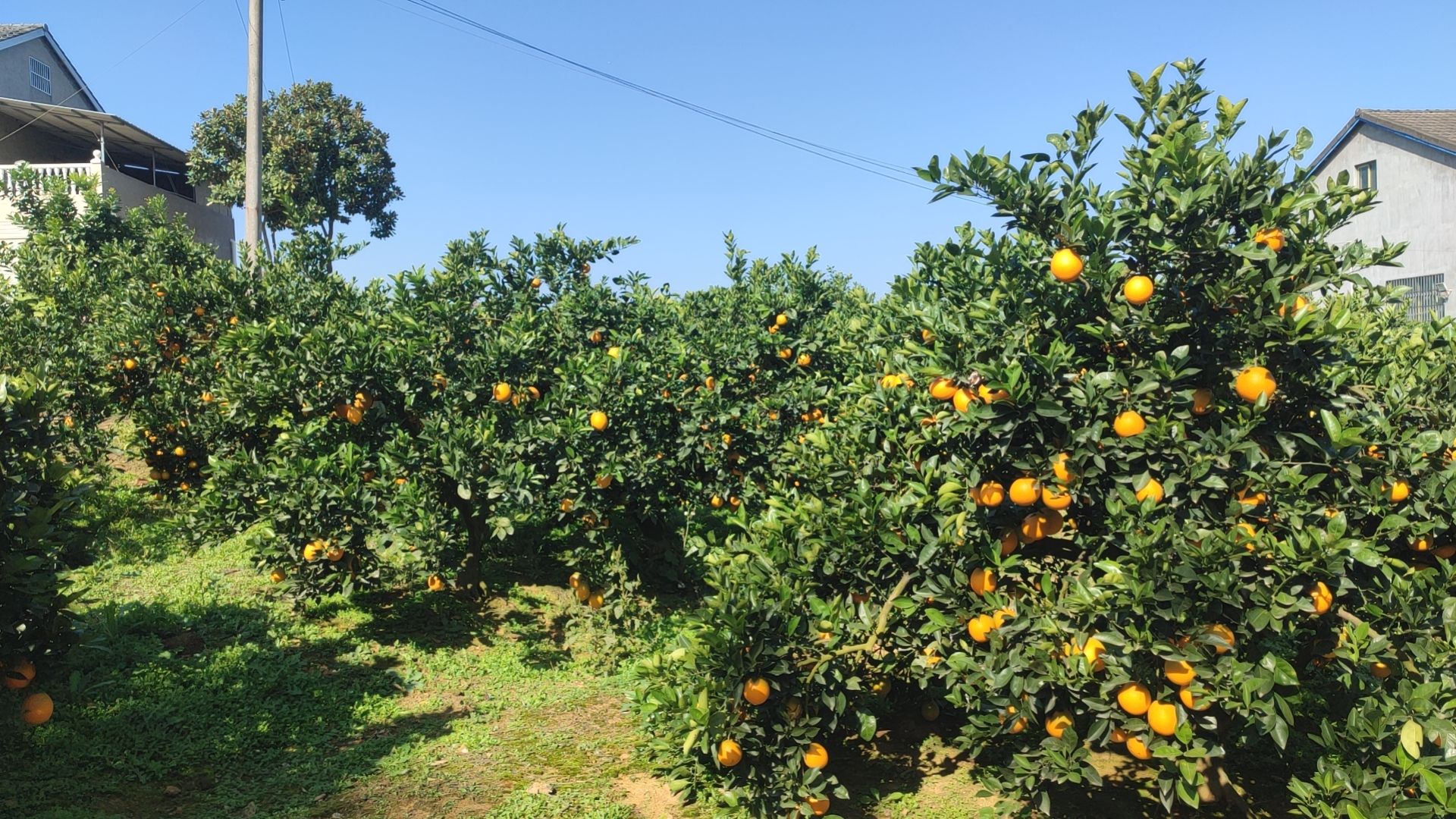 自家果园基地，味美香甜水分足，现货充足