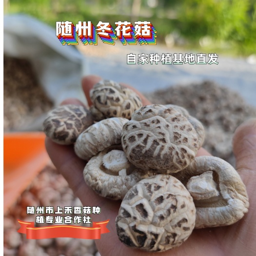 包邮纯栎木厚肉优质冬花菇新菇随州干香菇自种植批发零售一件代发