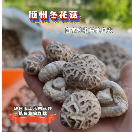 随县包邮纯栎木厚肉优质冬花菇新菇随州干香菇自种植批发零售一件代发