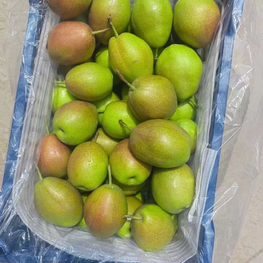赵县红香酥