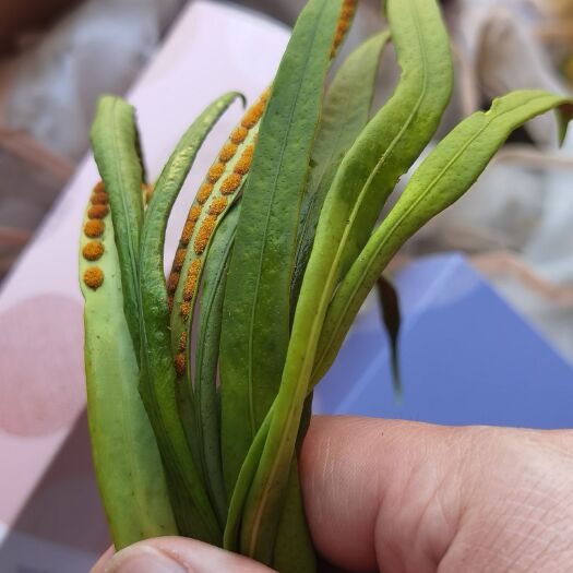 泸西县化石草肾精茶