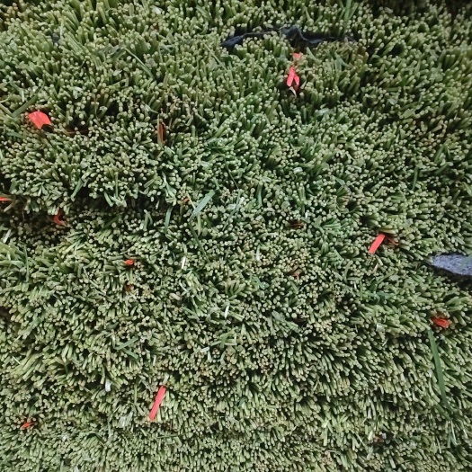 大量精品韭菜供应！精品泡沫箱！