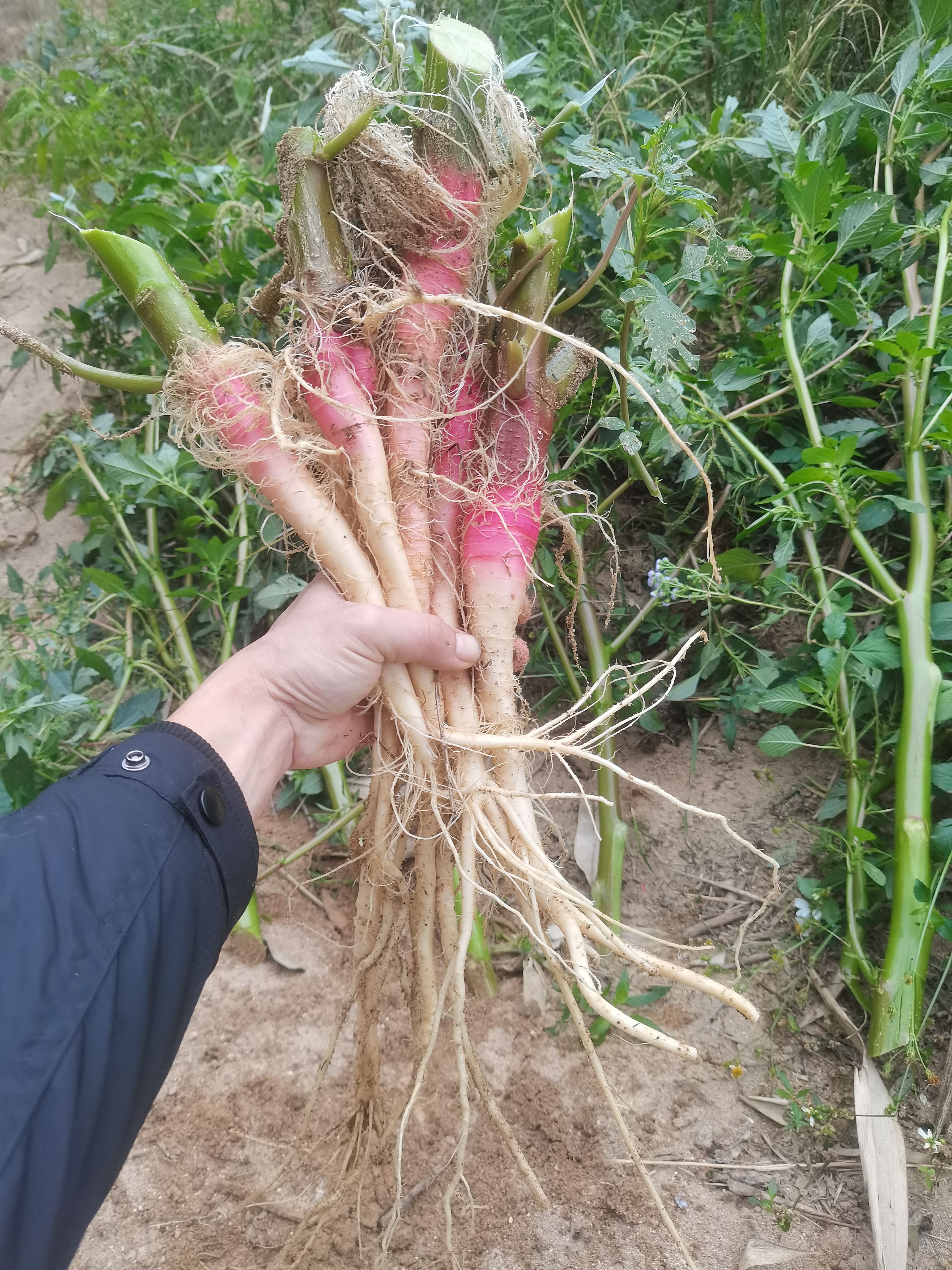 野苋根刺苋头根刺苋头刺苋根茎沙地种植 根系粗壮煲汤鲜可口回甘