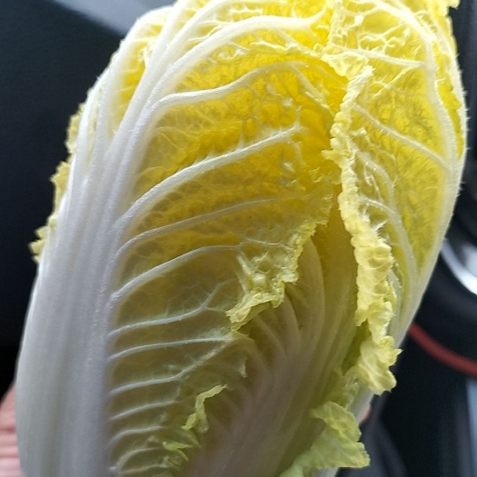 郸城县娃娃菜/小白菜/火锅白菜