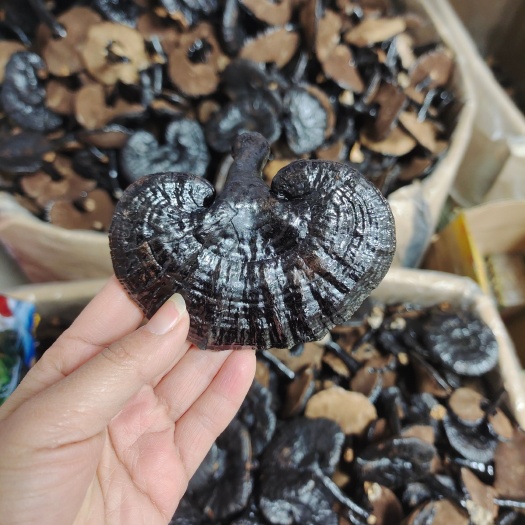 安国市黑灵芝小朵黑灵芝