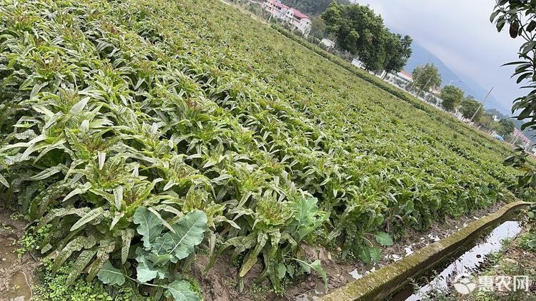 永安市自产自销当季节莴笋批发