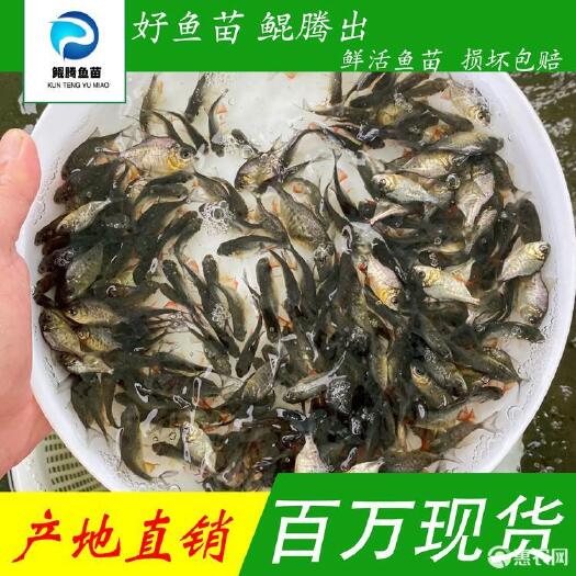 广州优质鲳鱼苗淡水养殖存活率高适应能力强