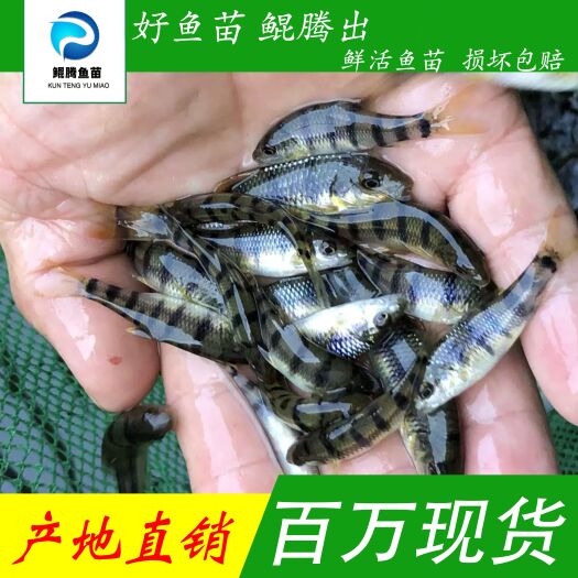 广州优选溪水石斑鱼苗鲲腾水产 淡水养殖 人工养殖