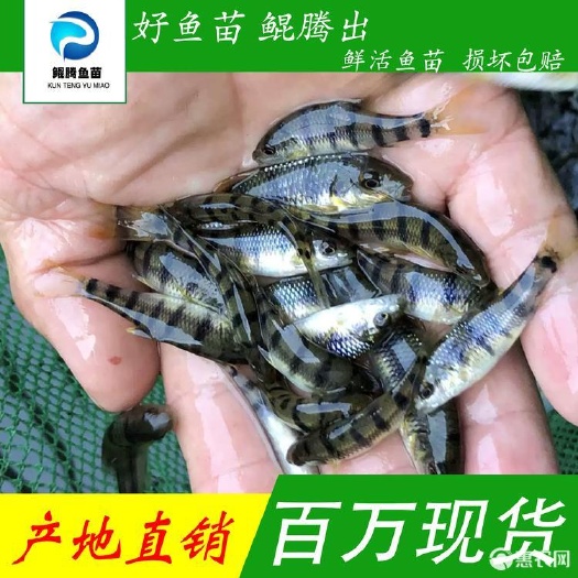 广州优选溪水石斑鱼苗产地直销直供 全国可售