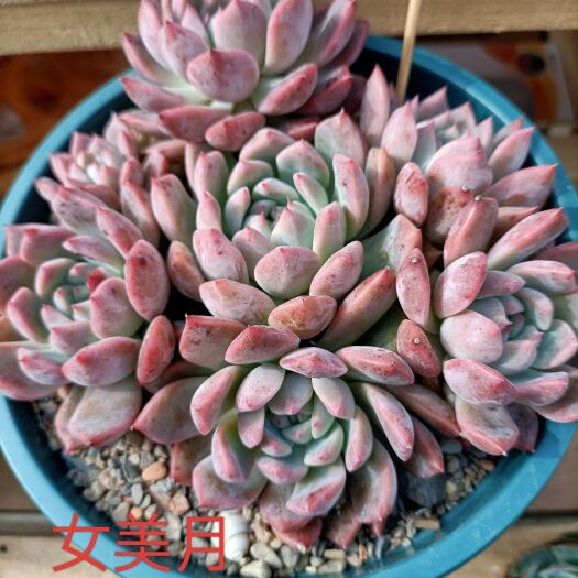 长沙多肉鲜花绿植