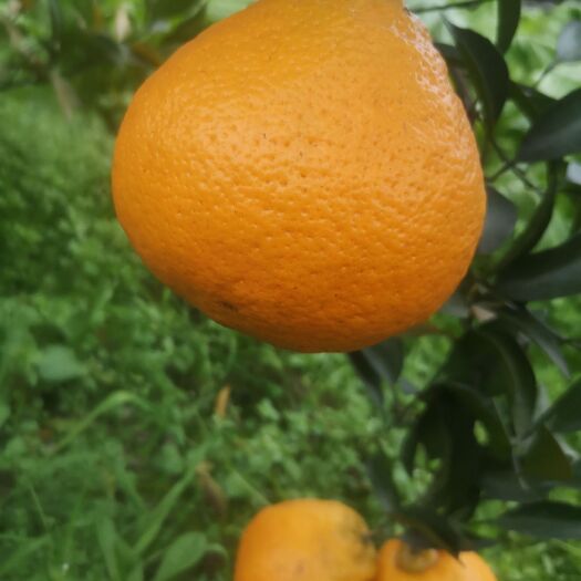 中江县四川春见耙耙柑