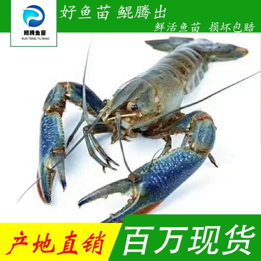 广州优选澳龙虾苗 产地直销直供 一手货源 淡水养殖