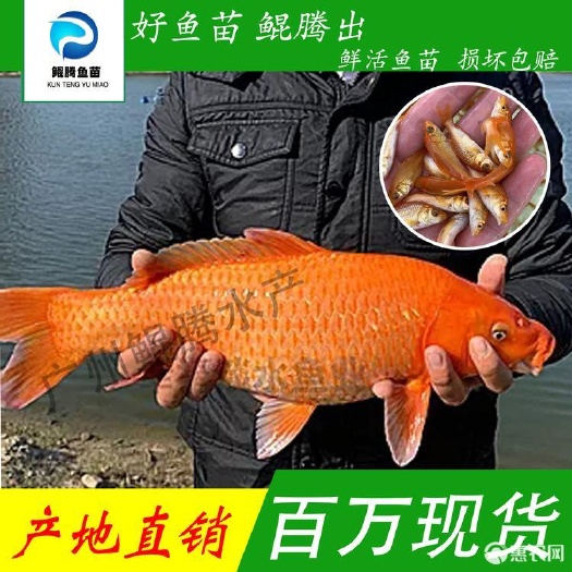 红鲤鱼苗 鲲腾鱼苗 好鱼苗鲲腾出 产地直销百万现货