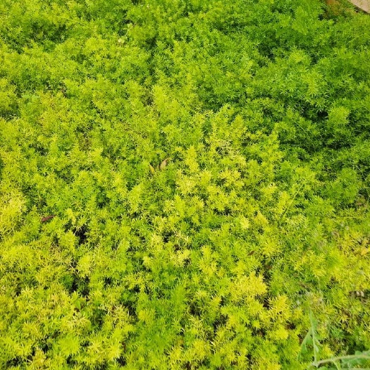 宜良縣天門冬