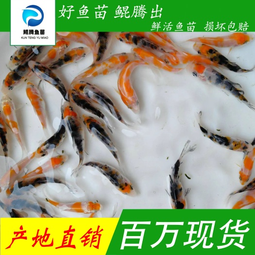 优选锦鲤鱼苗 产地直销直供 一手货源 全国可售