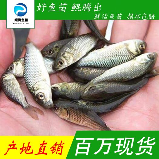 广州优选鲤鱼苗产地直销直供 一手货源 淡水养殖