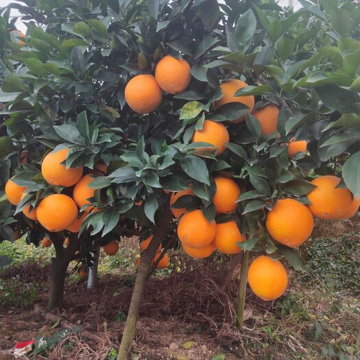 寻乌县橙子
