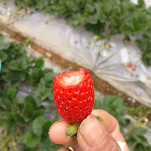 盐边县露天草莓