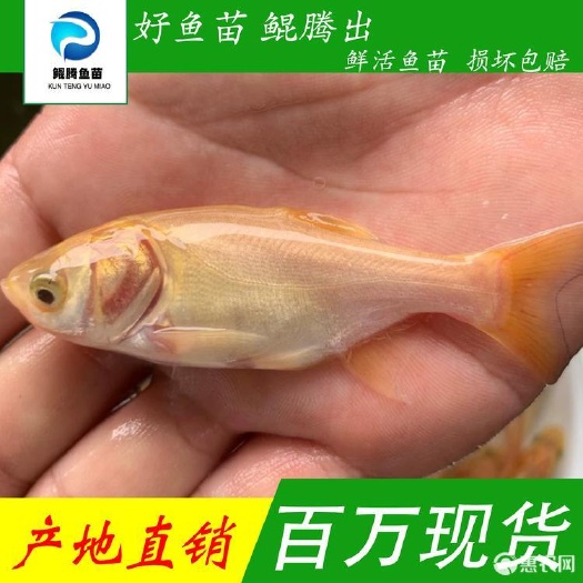 优选金大头鱼苗 产地直销直供一手货源 淡水养殖