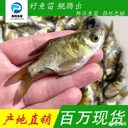 广州优选缩骨大头鱼苗 鲢鱼苗 产地直销 鲲腾水产 淡水养殖
