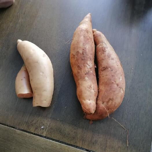 昆明灰薯大量销售