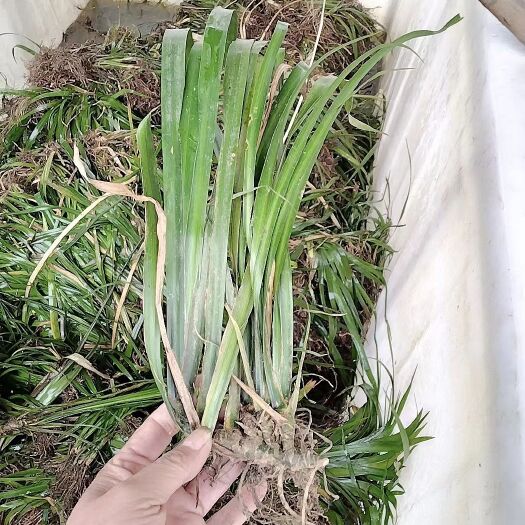 佛冈县2024年石菖蒲苗：石菖蒲苗包技术包回收，长期水田高产种植地
