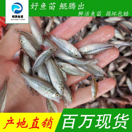 广州优选加州鲈鱼苗 广州批发养殖场 生长速度快成活率高