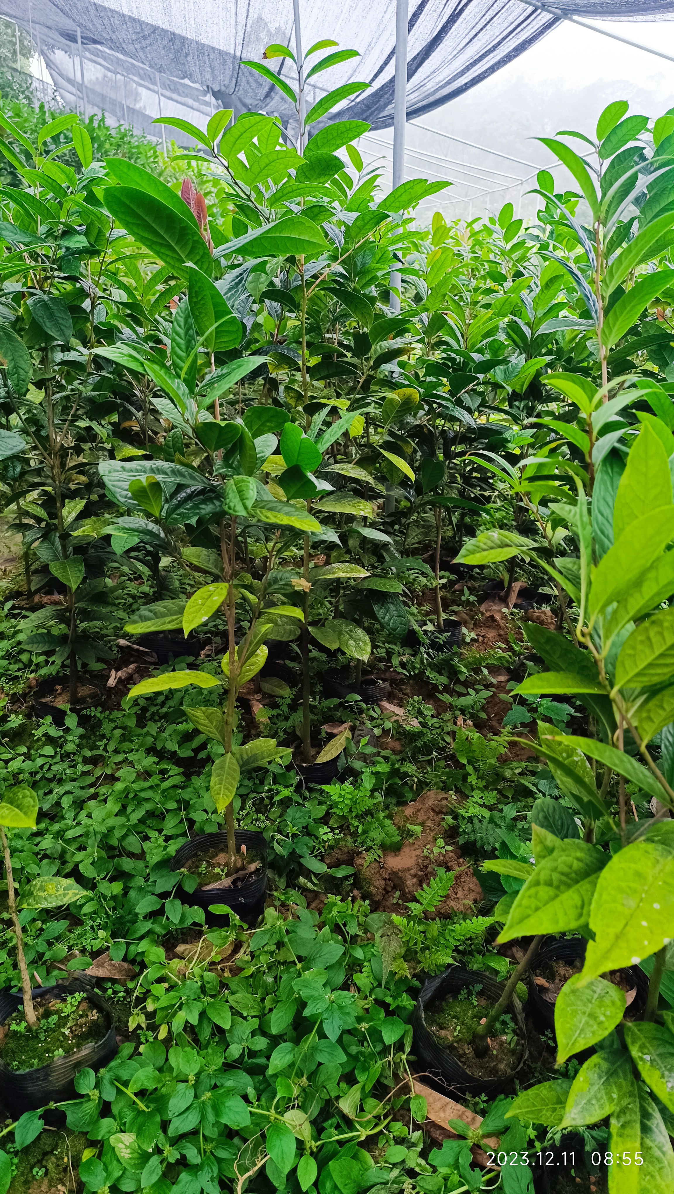 金花茶树