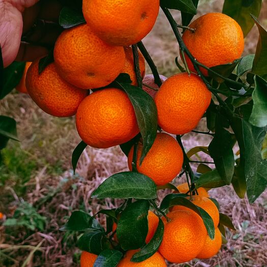 钟山县广西砂糖橘，果面干净，种植大户，产地批发