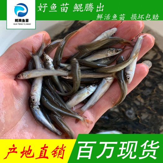 广州优选银鳕鱼苗鲲腾水产产地直销直供