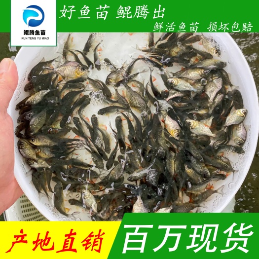 广州优选鲳鱼苗 产地直销直供 一手货源 淡水养殖