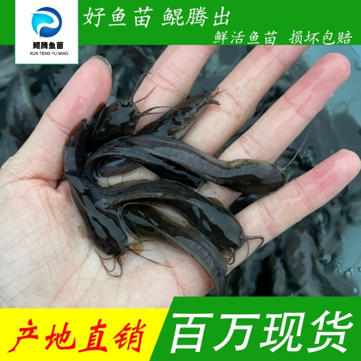 广州优选埃及塘鲺鱼苗 产地直销 全国可售
