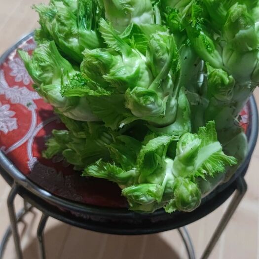 绵阳儿菜 新鲜