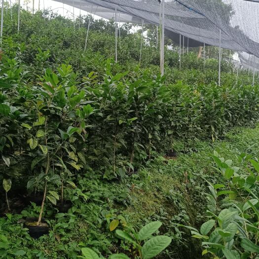 防城港金花茶树
