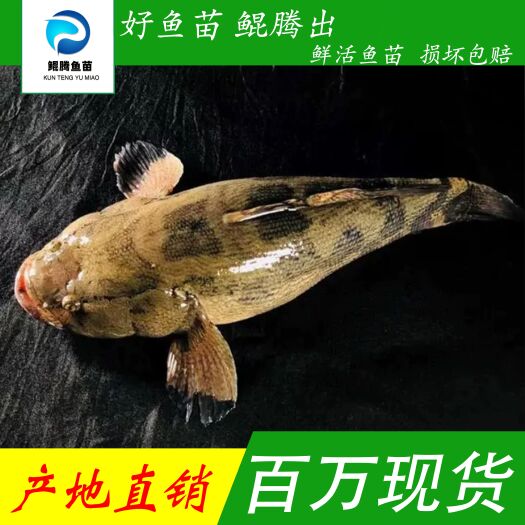 广州优选笋壳鱼苗产地直销直供 全国可售 一手货源