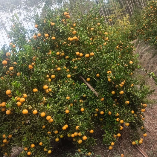 潮州蕉柑