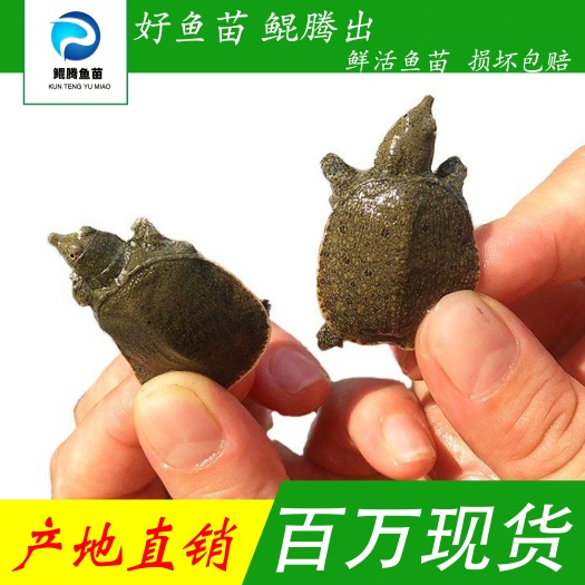 甲鱼苗 产地直销直供 一手货源 淡水养殖