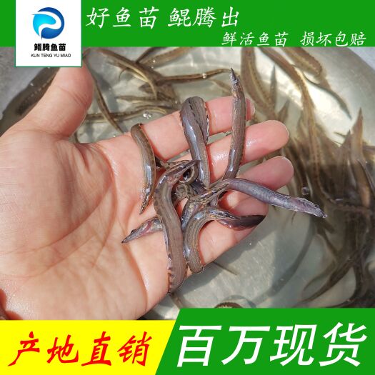 广州优选刺鳅鱼苗 产地直销 淡水养殖