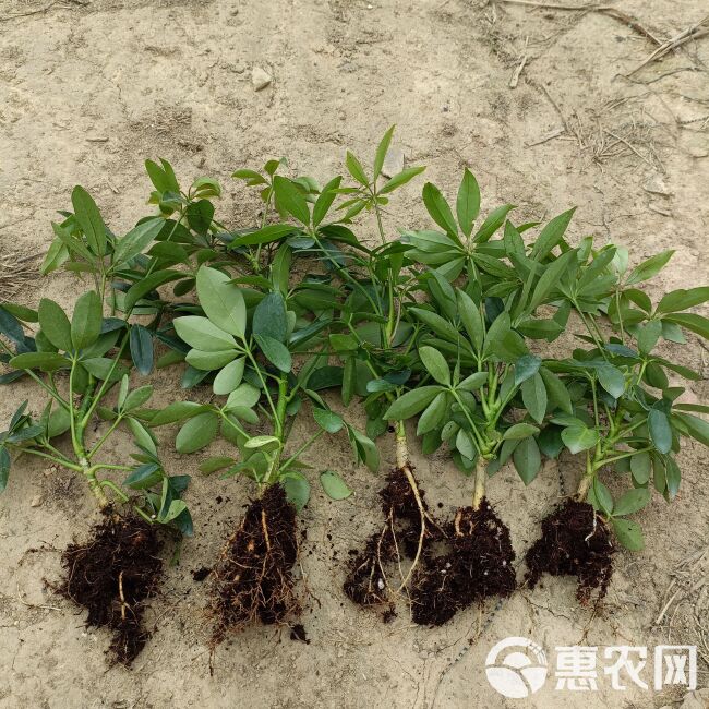 鸭脚木苗(15-25厘米高)鸭脚木鹅掌柴七叶莲室内观叶绿植