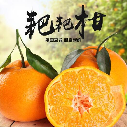 井研县耙耙柑