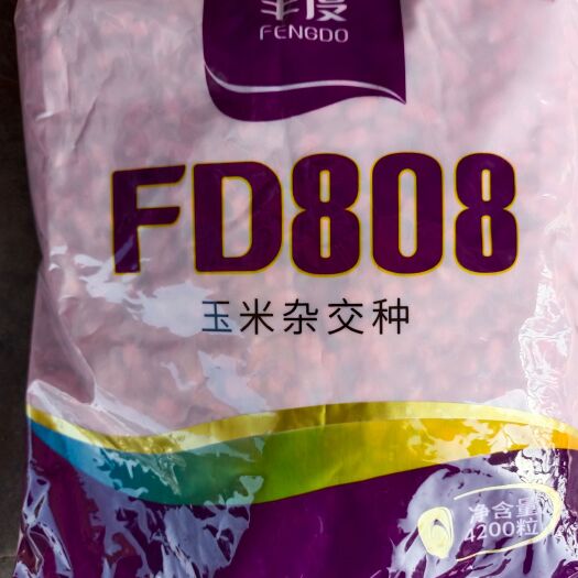 郑州丰度808：红轴大棒抗倒抗青枯结实性好优质玉米种子