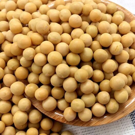 孙吴县黑龙江黑河市孙吴县大豆