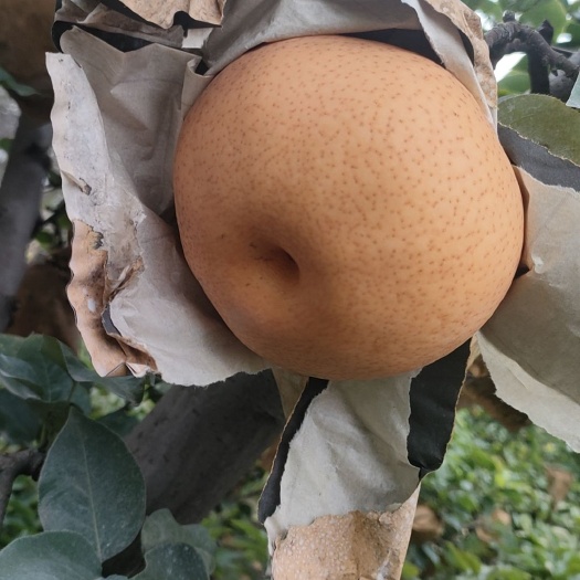 封丘县甜