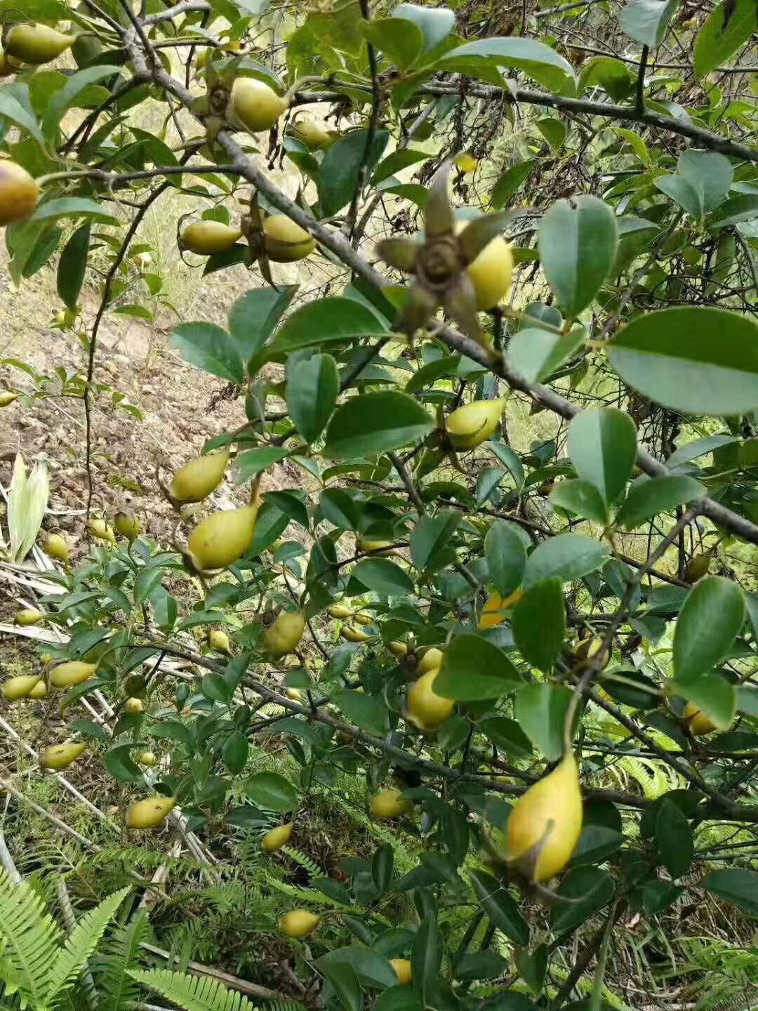 无刺金樱子 无刺金樱子果