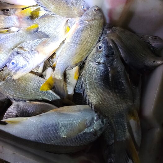 湛江黄脚腊（立）