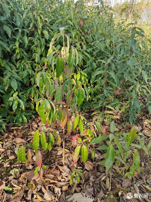 香港四照花、二年生香港四照花苗高50一80公分高有现货供应！