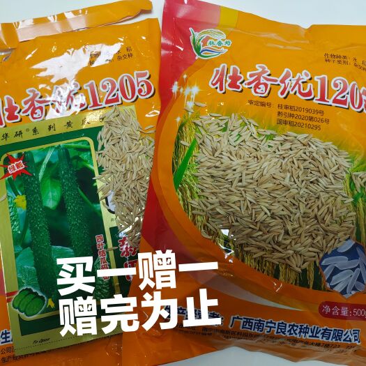 G产杂交国审稻种早中晚稻种抗病抗倒长粒大穗C级稻种一级优质米