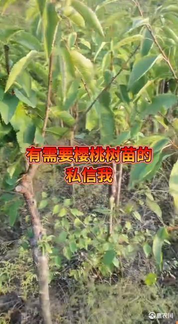 甘谷县樱桃树苗，