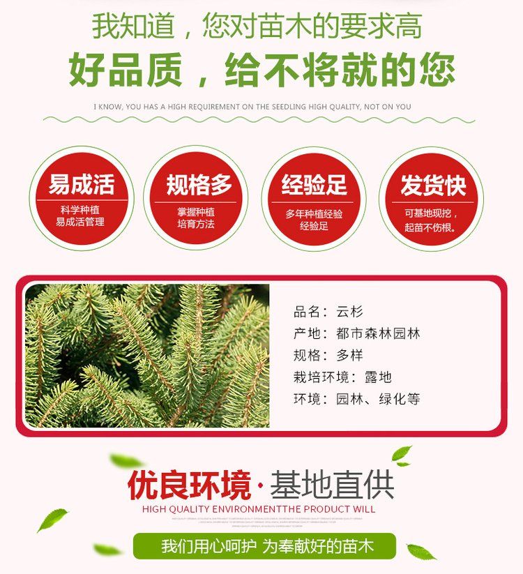 甘肃云杉发新疆四川西藏 5公分6公分7公分8公分批发