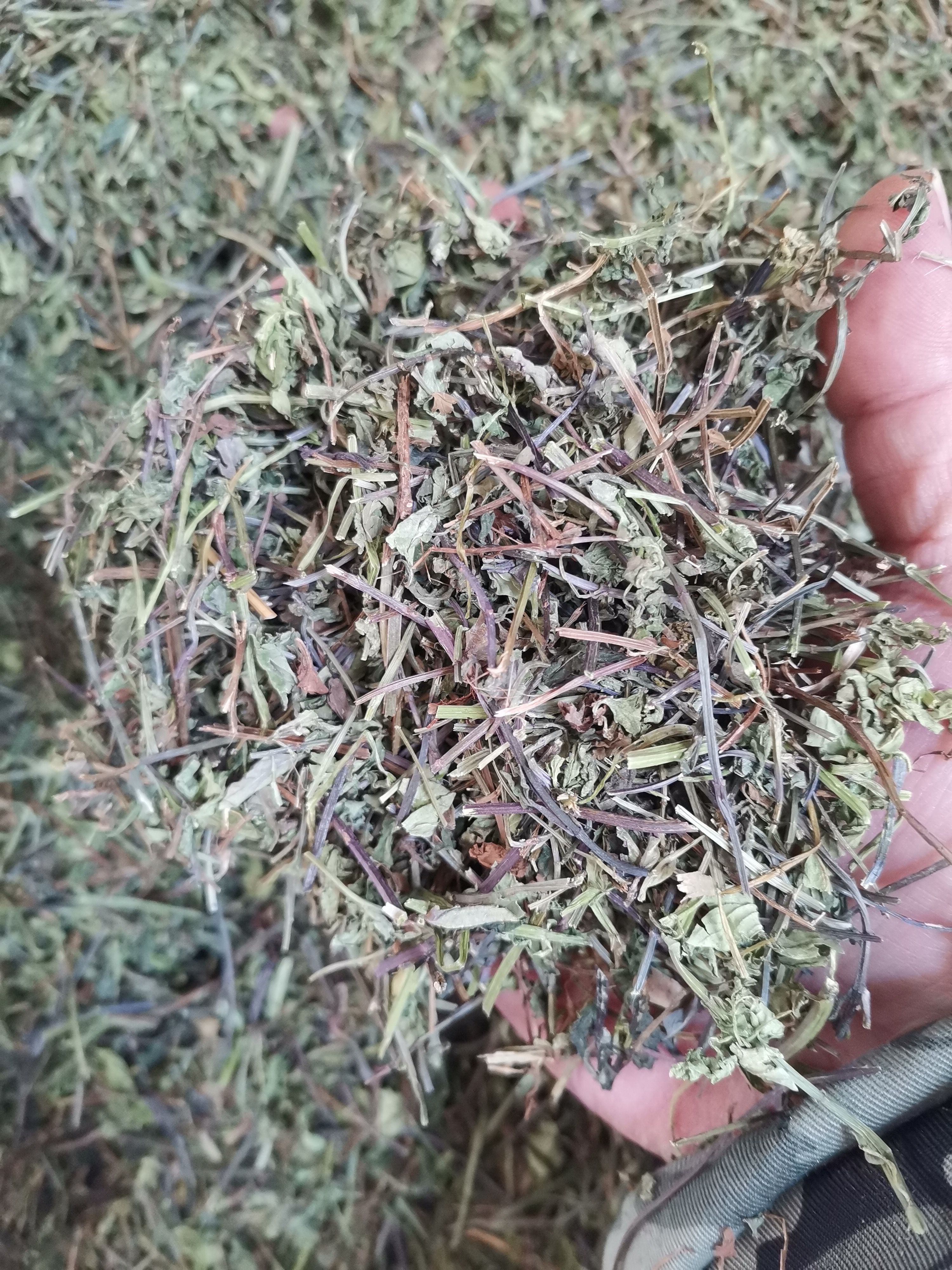 半枝莲中草药，产地代发，新鲜无硫，需要的老板欢迎下单